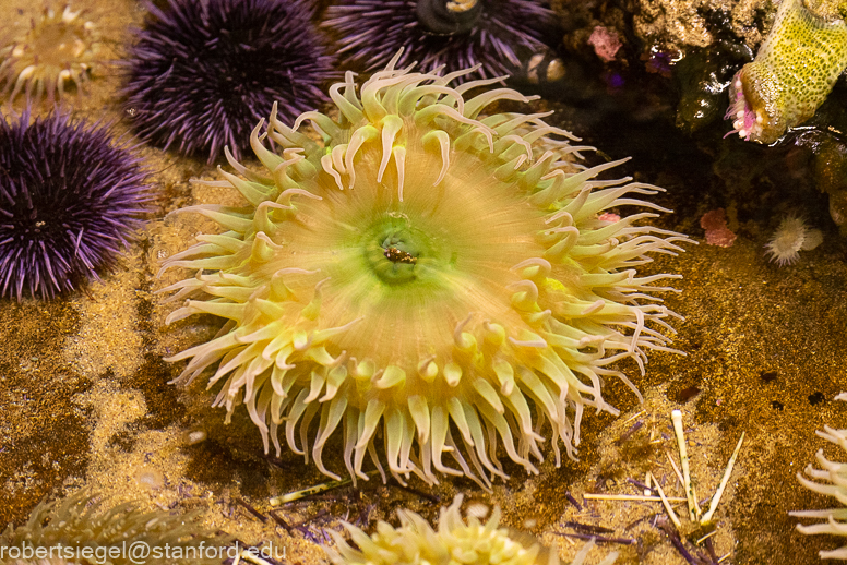 California Academy of Science 2021